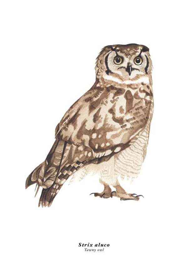 Rebellenclub x LISA Tawny Owl - Kaart - Ansichtkaarten - Rebellenclub